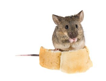 Методы борьбы с крысами и мышами