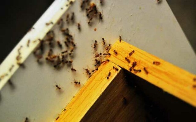 Как в квартире избавиться от муравьев — средства от муравьев