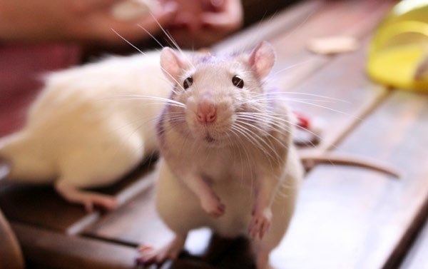 ТОП-35 средств, которых боятся мыши: способы борьбы в домашних условиях