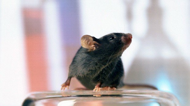 ТОП-35 средств, которых боятся мыши: способы борьбы в домашних условиях