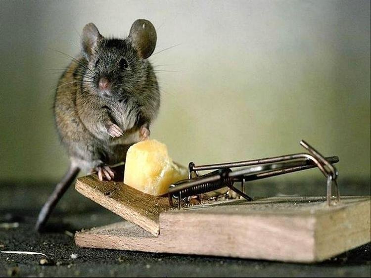 Как избавиться от мышей и крыс в частном доме