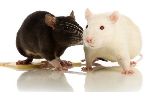 Что едят крысы в домашних условиях — чем кормить крыс