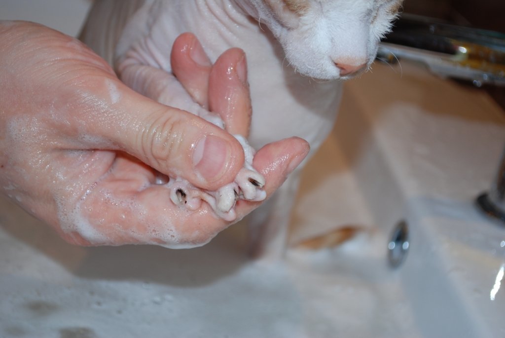 Можно мыть кошек мылом. Мытье кошки.