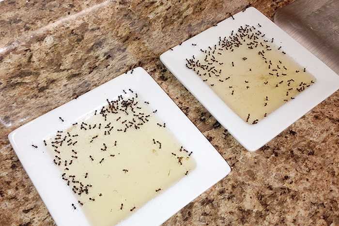 Как в квартире избавиться от муравьев — средства от муравьев