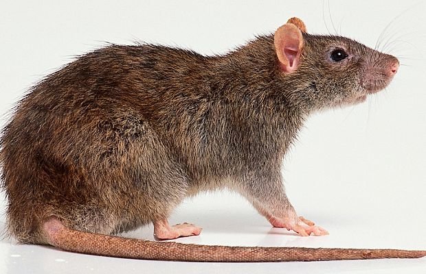 Может ли вылезти крыса из унитаза: что делать, как защититься