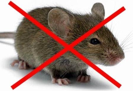 Как избавиться от мышей в частном доме народными средствами навсегда?