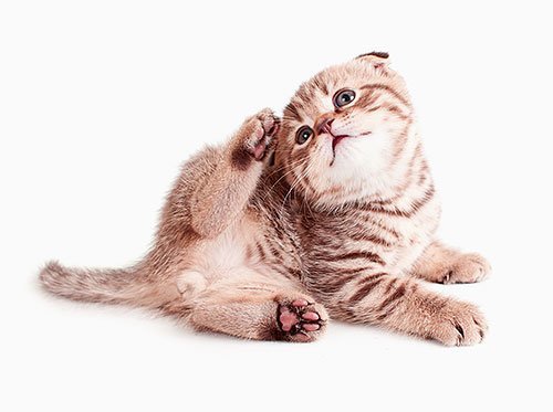 Народное средство от блох у котят — лечение от блох