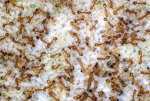 Как зимуют садовые муравьи — как муравьи готовятся к зиме?