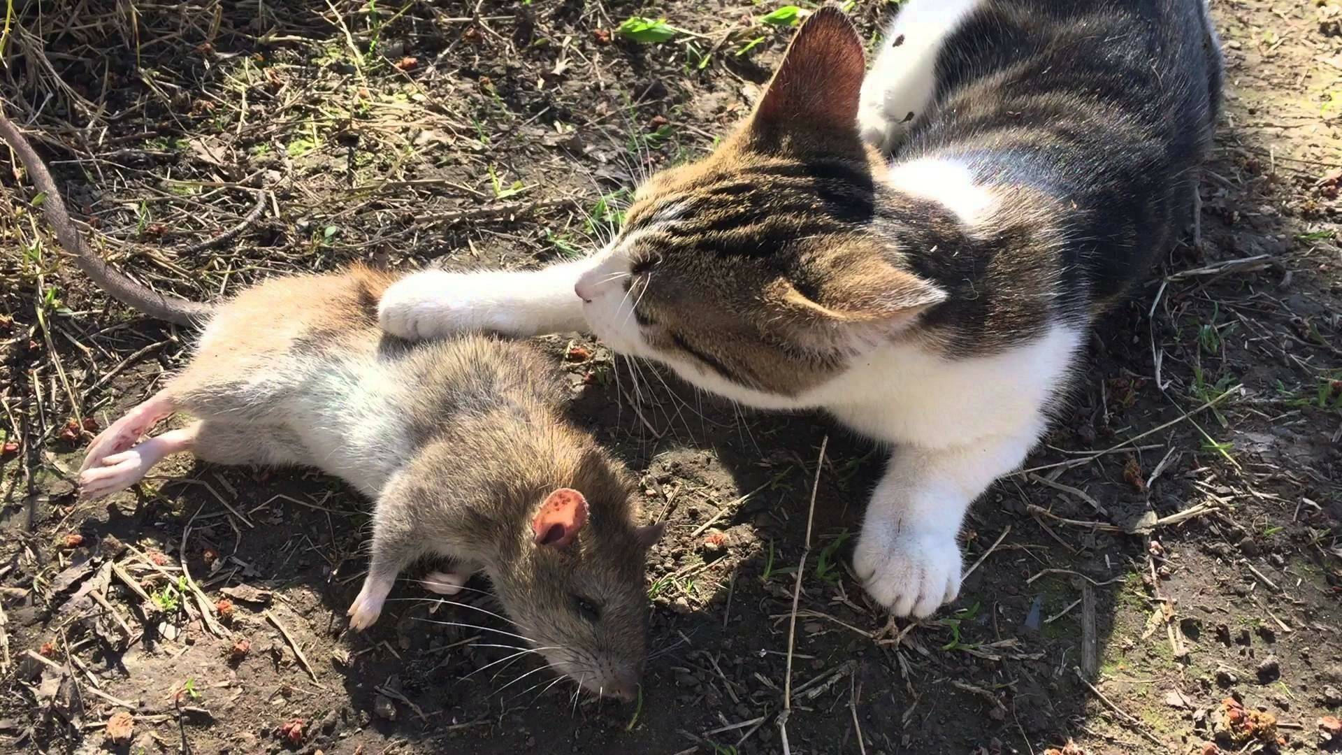 Методы борьбы с земляными крысами на огороде