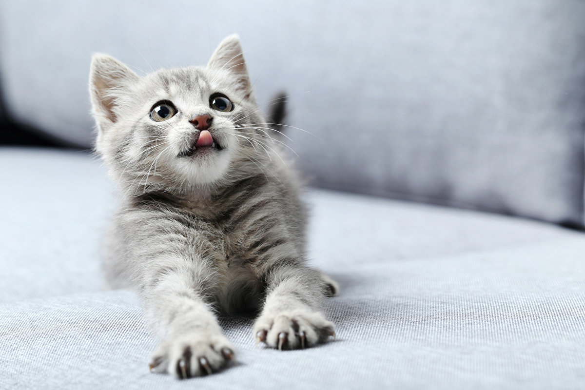 ТОП-10 шампуней от блох для кошек и котят: лучшие средства, правила использования