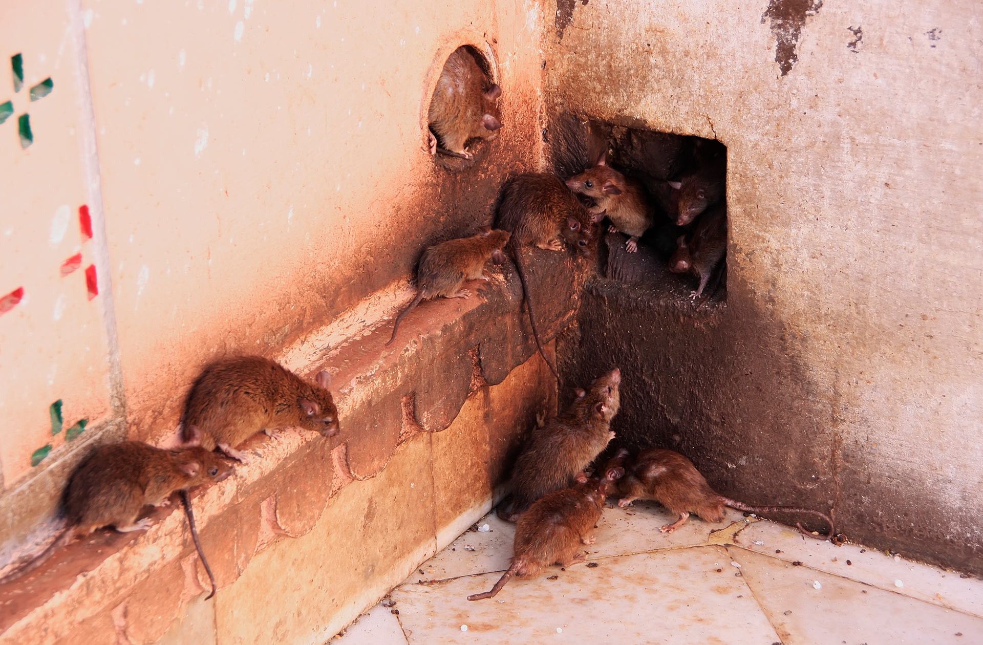 Крысы в унитазе как бороться и что делать?