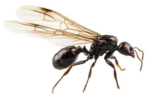 Как избавиться от летучих муравьев в доме?