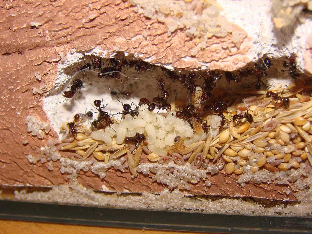 Как избавиться от летучих муравьев в доме?