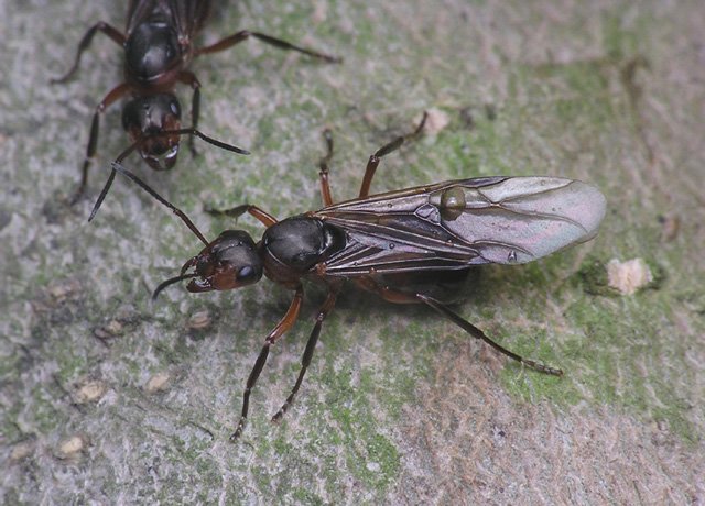 ТОП-20 способов избавления от летучих муравьев в доме и огороде