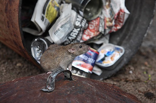 Крысы сколько живут в домашних условиях декоративные и дикие