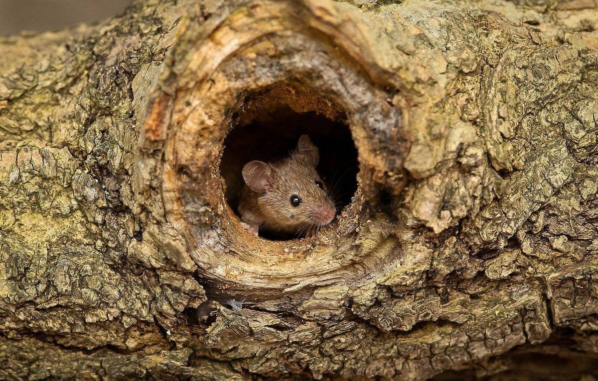 Что едят летучие и полевые мыши: в домашних условиях и в природе