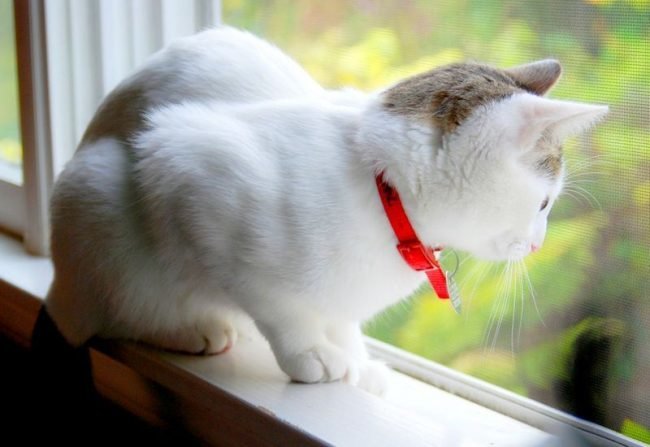 Сколько можно носить ошейник от блох кошкам