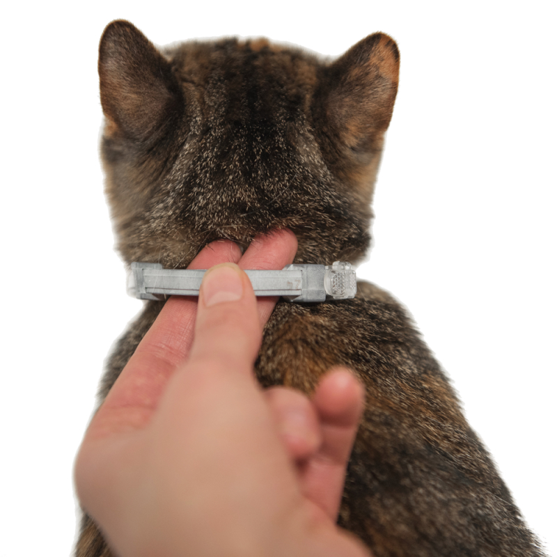 Ошейник от блох для кошек — отзывы про применение
