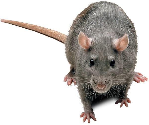 Крысы в унитазе как бороться и что делать?