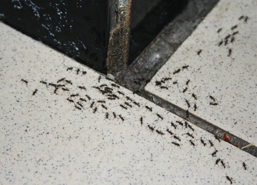 Какое средство от муравьев на даче и в доме эффективное?