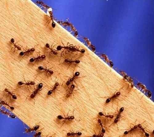 ТОП-20 способов вывести муравьев из квартиры навсегда: лучшие средства от насекомых