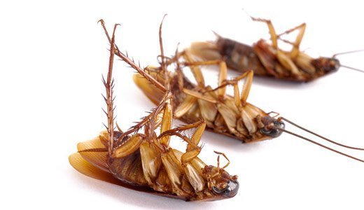 Почему исчезли тараканы в квартирах — причины исчезновения тараканов