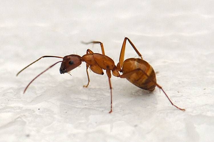 Уничтожение муравьев в квартире — гель для уничтожения муравьев