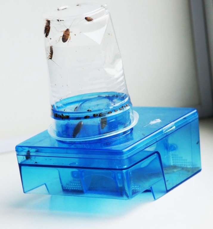 Какие ловушки для тараканов самые эффективные в квартире?