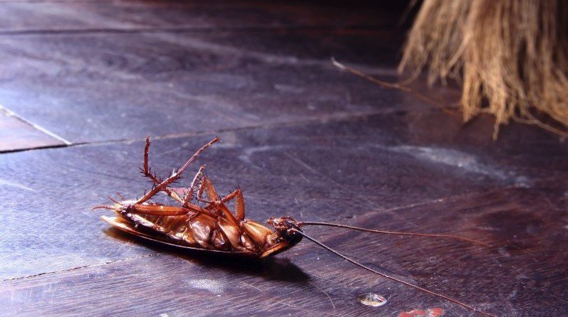 Средство самое эффективное от тараканов в квартире