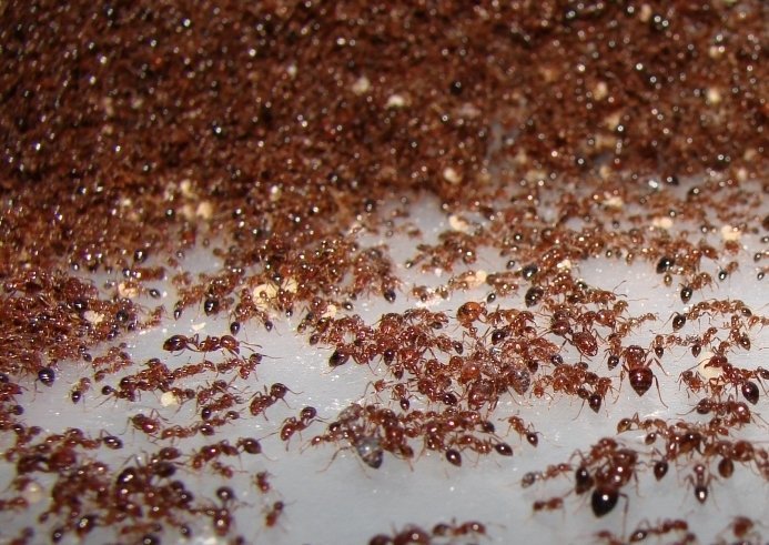 Как вывести рыжих муравьев из квартиры навсегда