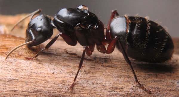 Красногрудого муравья древоточца как вывести?