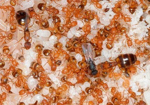 Матка у домашних муравьев: как выглядит, способы избавления от муравьиной королевы