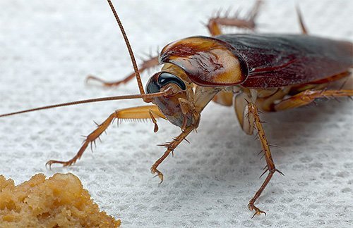 Эффективные народные способы избавления от тараканов