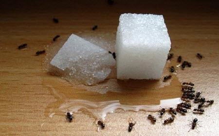 Что муравьи едят — чем питаются муравьи?