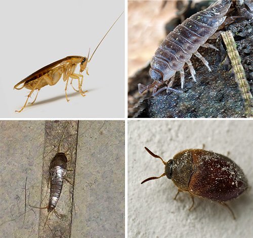 Что делать если мелкие прыгающие насекомые в квартире и в ванной?