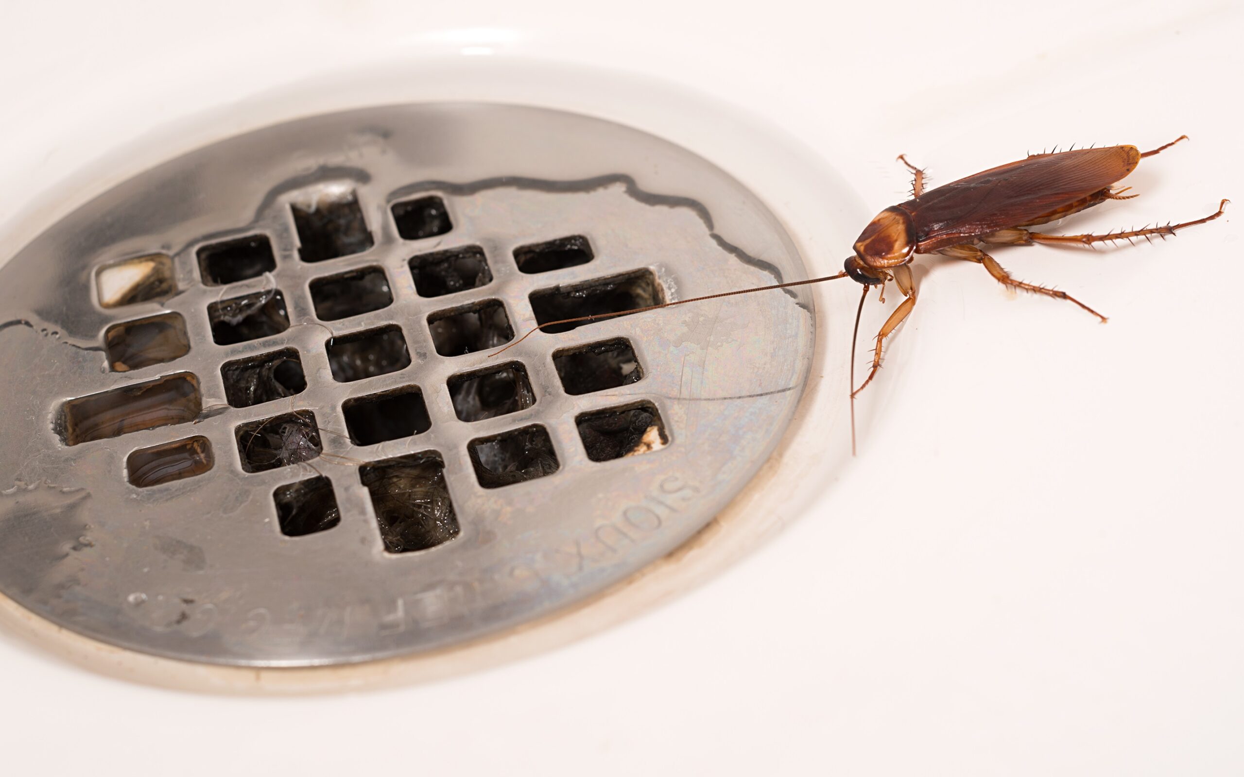 Как избавиться от рыжих тараканов в квартире: народные средства, советы
