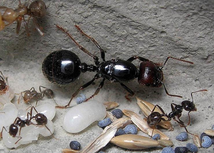 Матка у домашних муравьев: как выглядит, способы избавления от муравьиной королевы