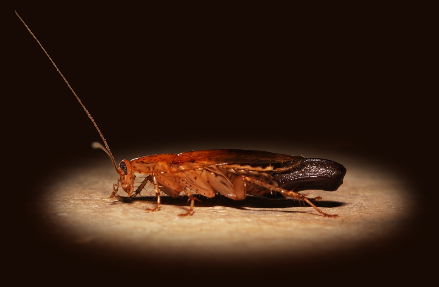 Что отпугивает тараканов: запахи, народные средства