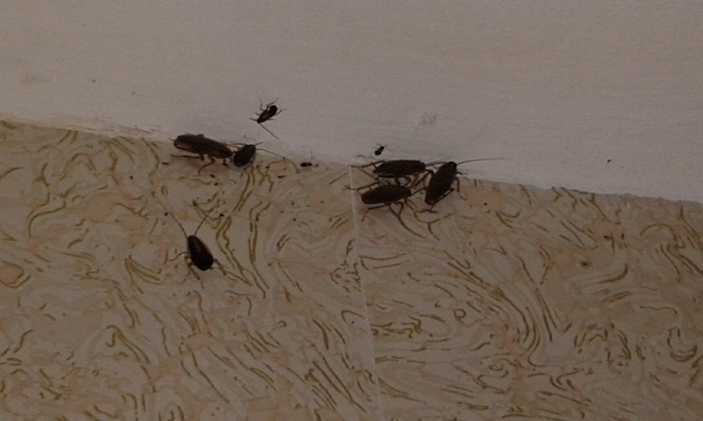 Где могут прятаться тараканы в квартире?