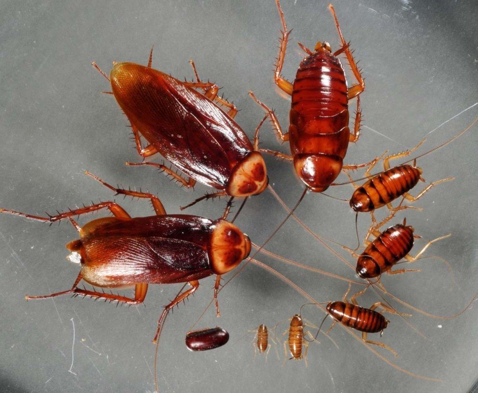 Как размножаются тараканы в квартире: скорость, как быстро, жизненный .